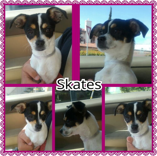 Skates