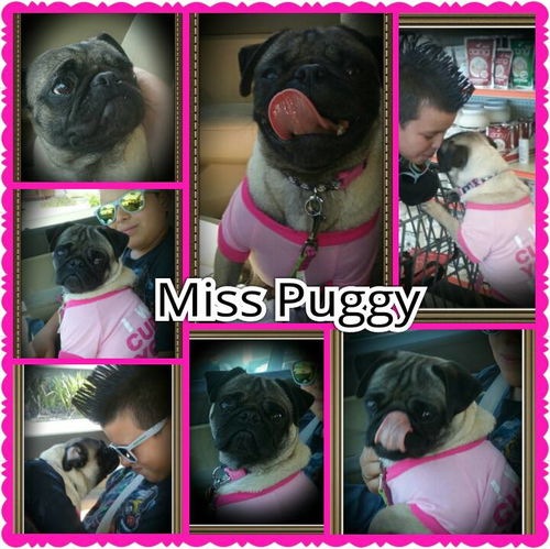 Miss Puggy