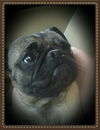 Miss Puggy