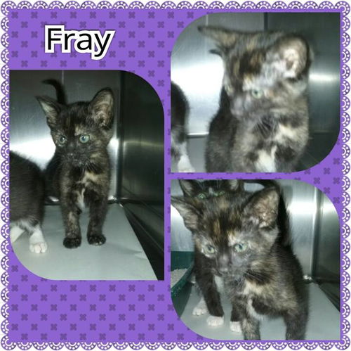 Fray