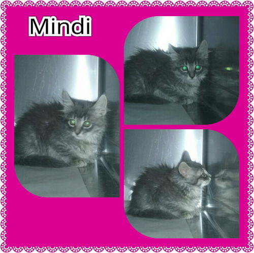 Mindi