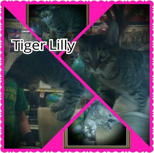 Tiger Lilly