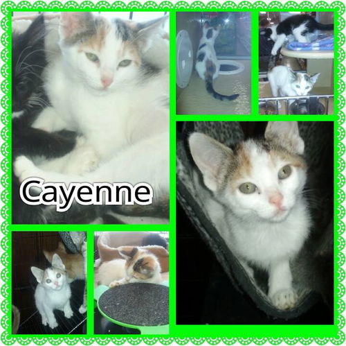 Cayenne