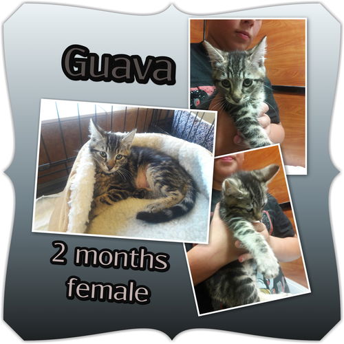 Guava