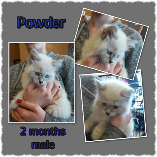 Powder