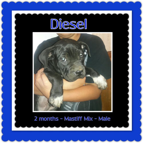 Diesel