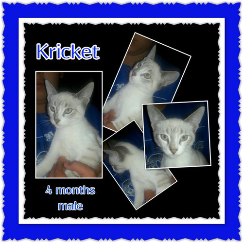 Kricket