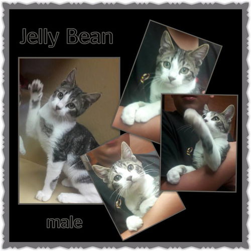 Jelly Bean