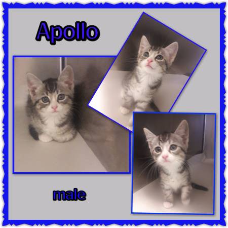 Apollo