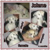 Jolene