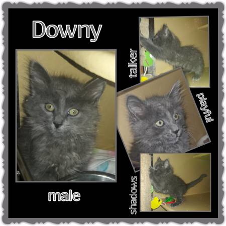 Downy