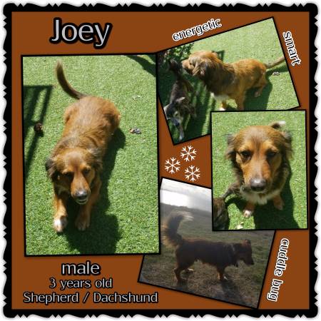 Joey