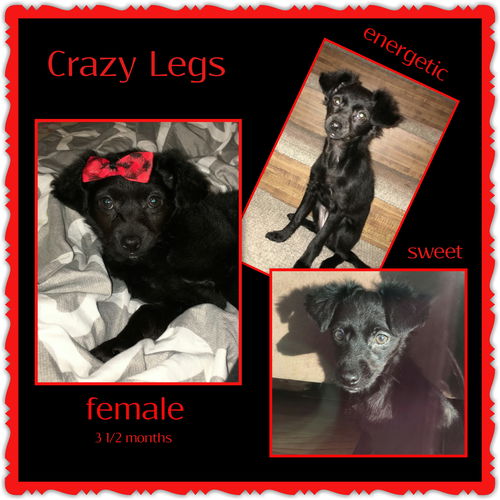 Crazy Legs