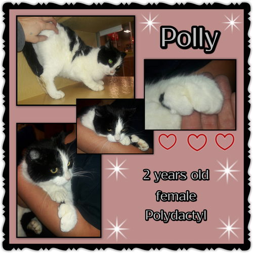 Polly