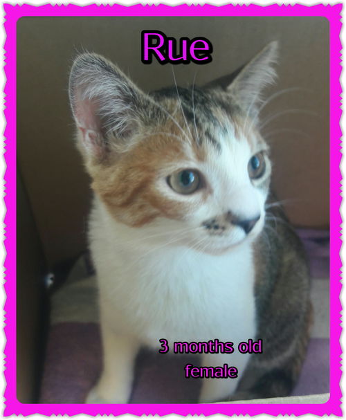 Rue