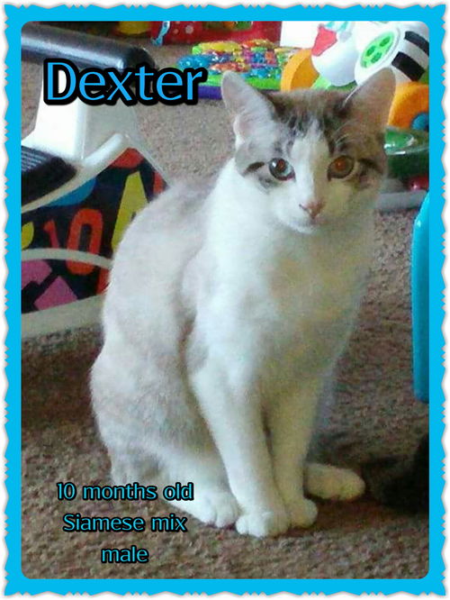 Dexter