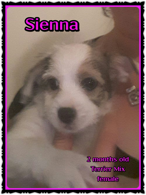 Sienna