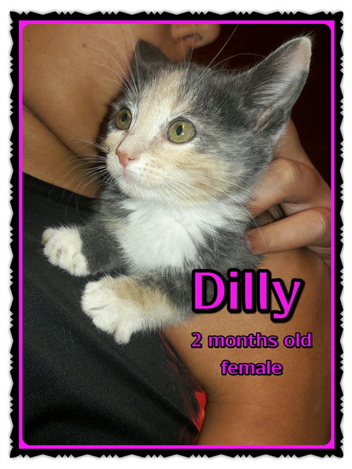 Dilly