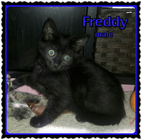 Freddy II