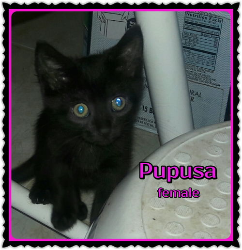 Pupusa