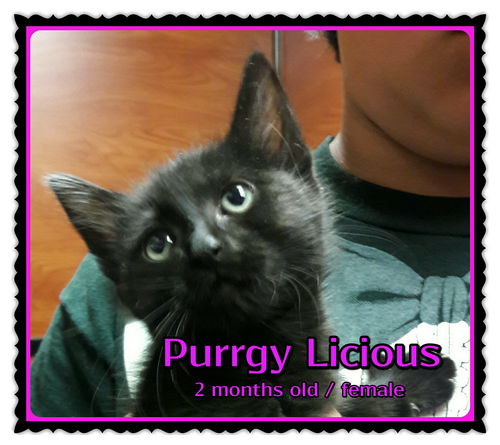 Purrgy Licious