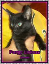 Purrgy Licious