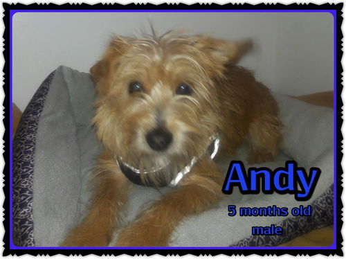 Andy