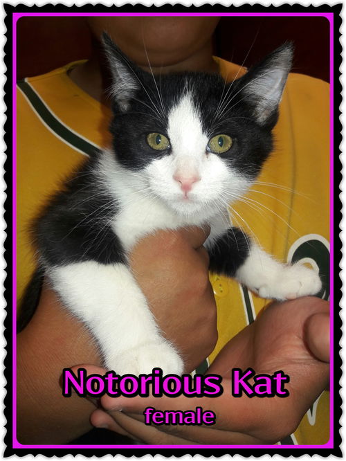 Notorious Kat