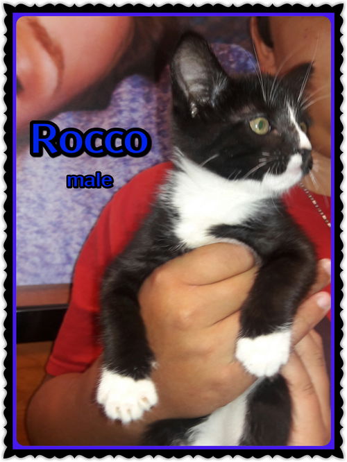 Rocco