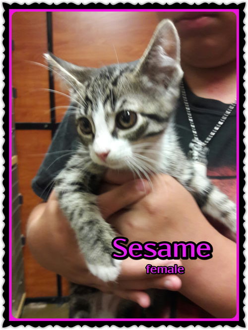 Sesame