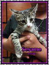Sesame