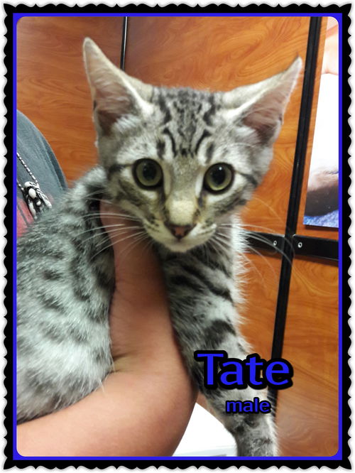 Tate