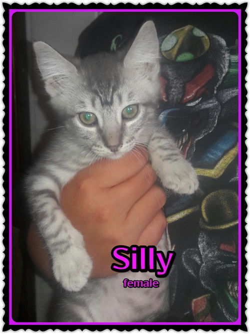 Silly