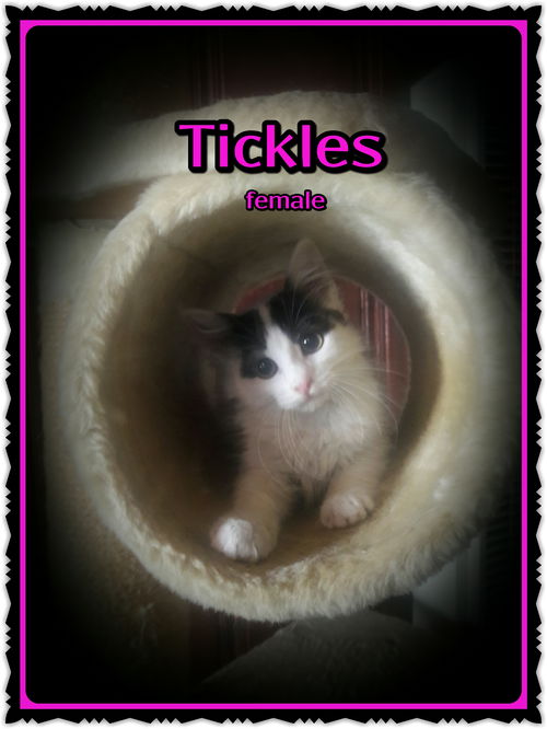 Tickles