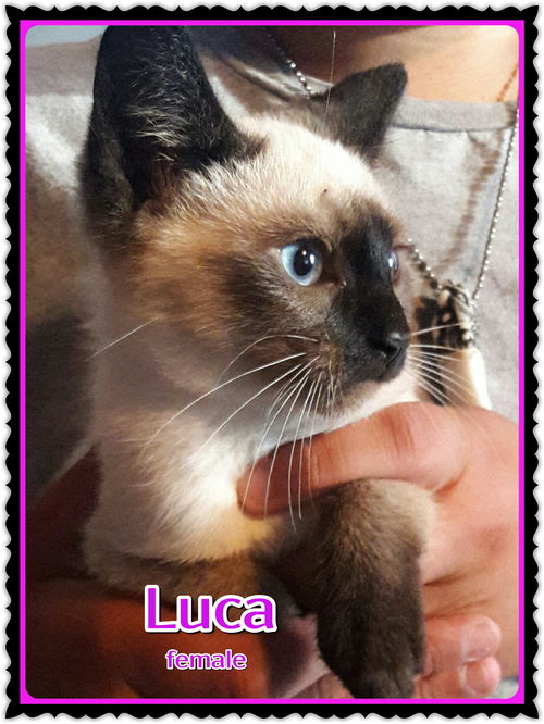 Luca