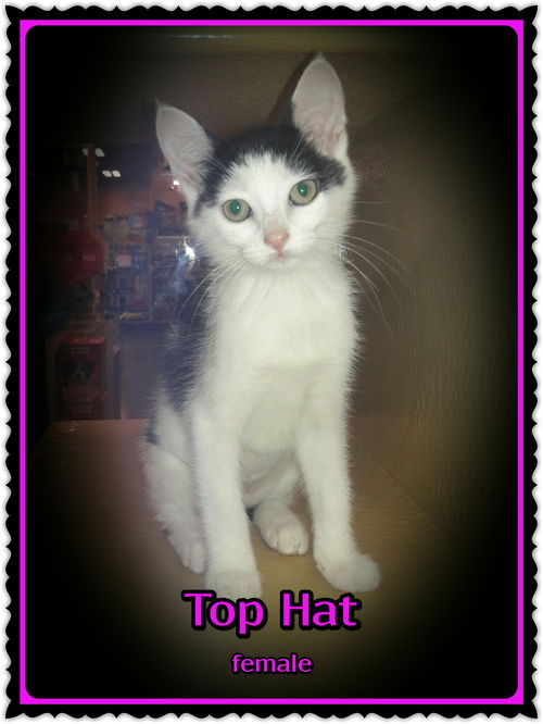 Top Hat