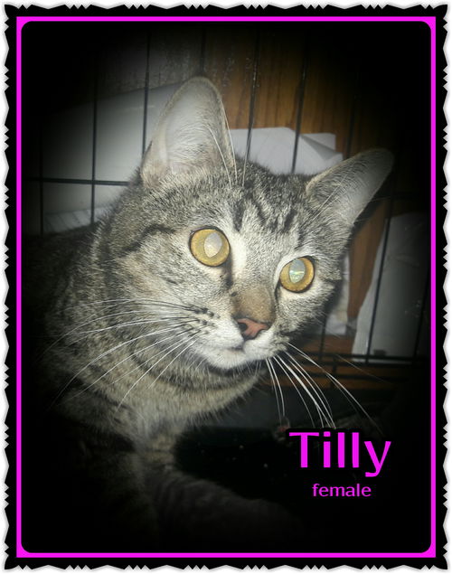 Tilly