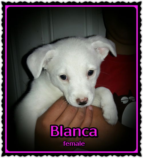 Blanca