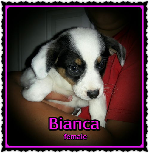 Bianca