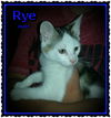 Rye