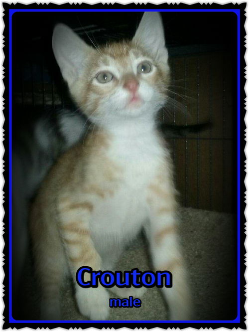 Crouton