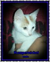 Pumpernickel