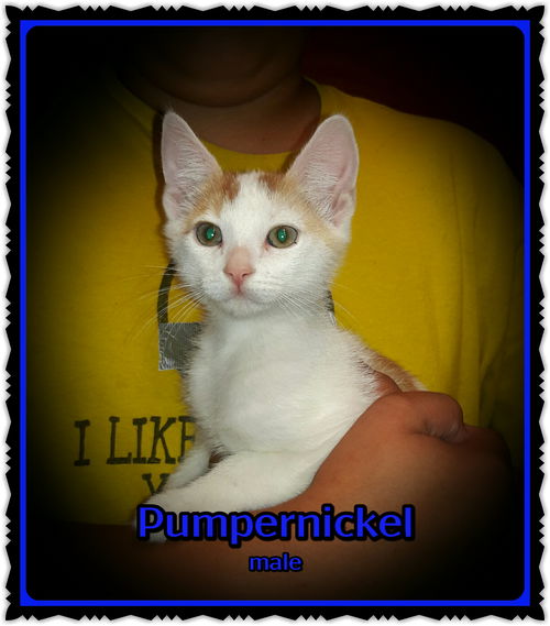 Pumpernickel