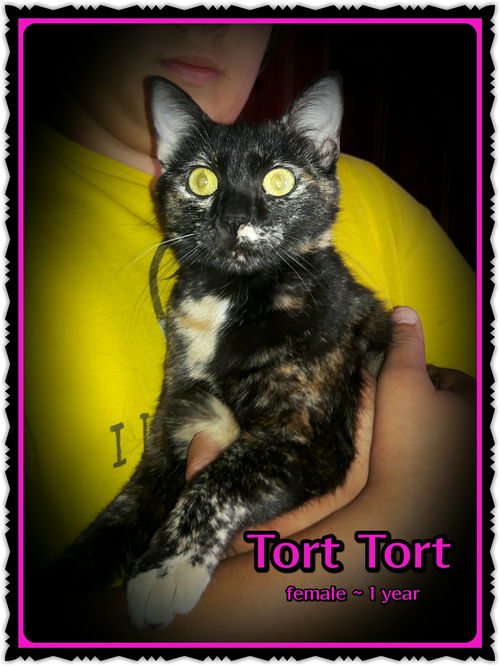 Tort Tort