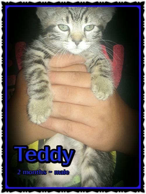 Teddy