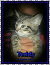 Teddy