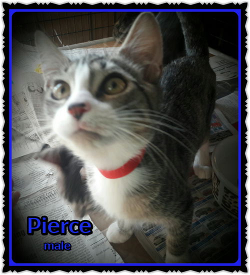 Pierce