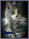 Pierce