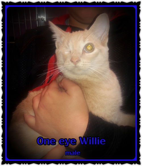 One Eye Willie