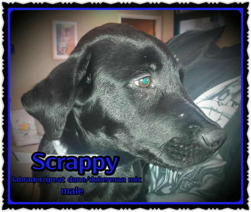 Scrappy
